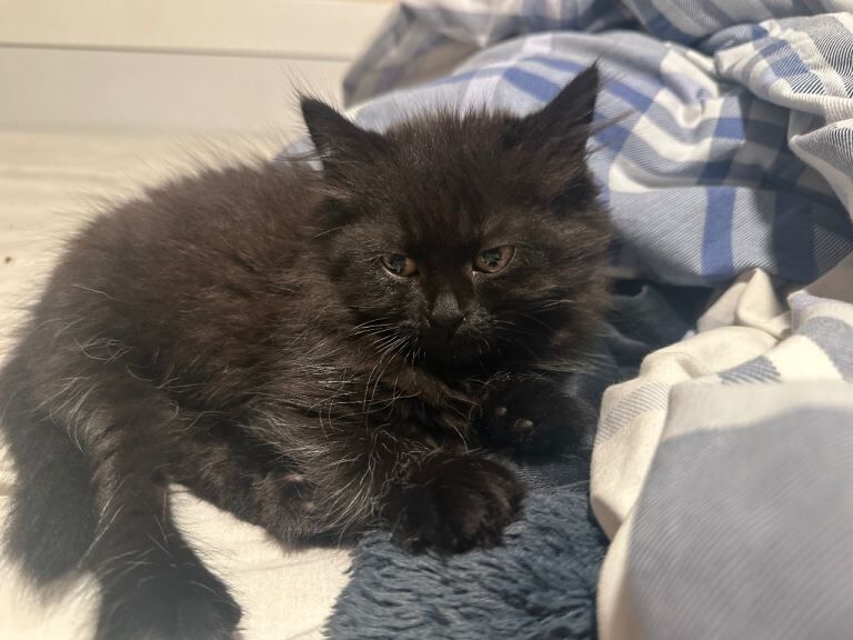 British Shorthair kittens for sale in Carshalton, London – 11 weeks old