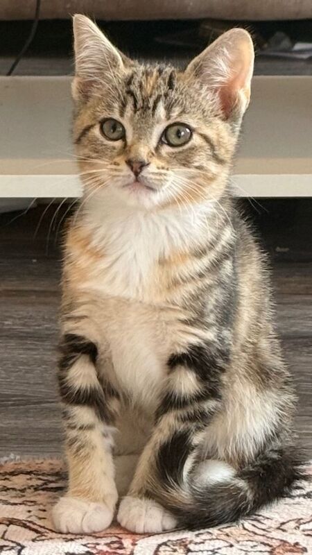 British Shorthair Kittens For Sale