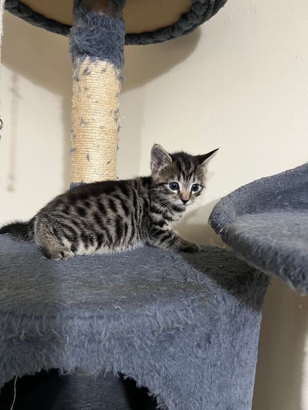 British Shorthair kittens for sale in Islington, London – 9 weeks old