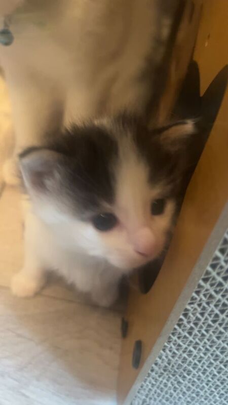 Kittens - Image 2 of 6