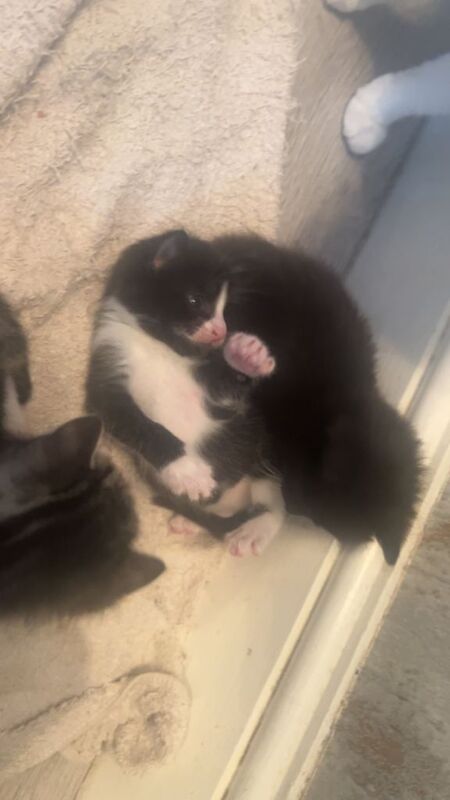 Kittens - Image 3 of 6