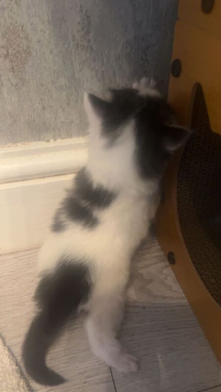 Kittens - Image 4 of 6