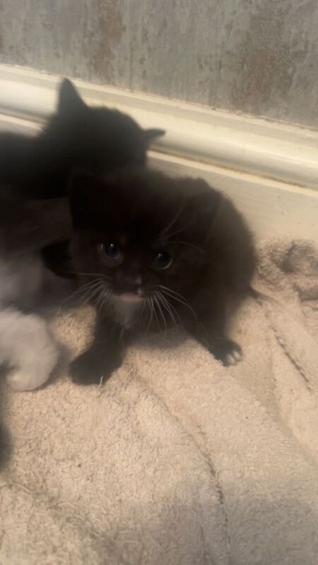 Kittens - Image 5 of 6