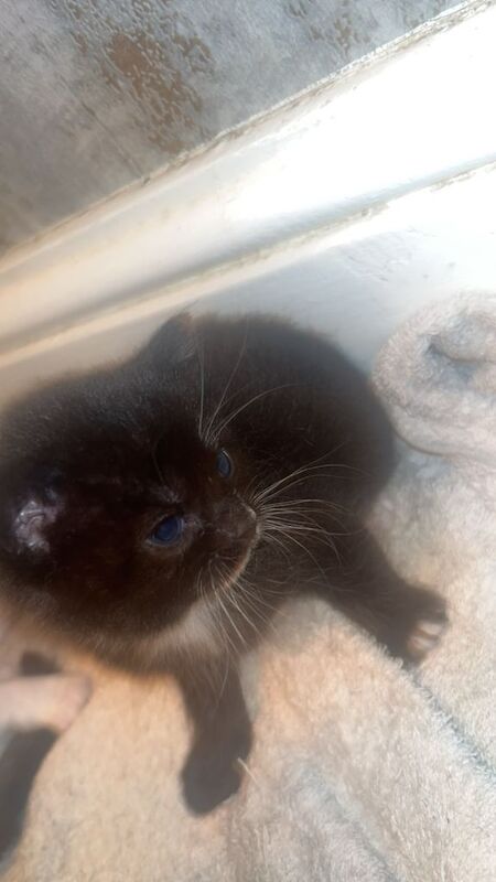 Kittens - Image 6 of 6