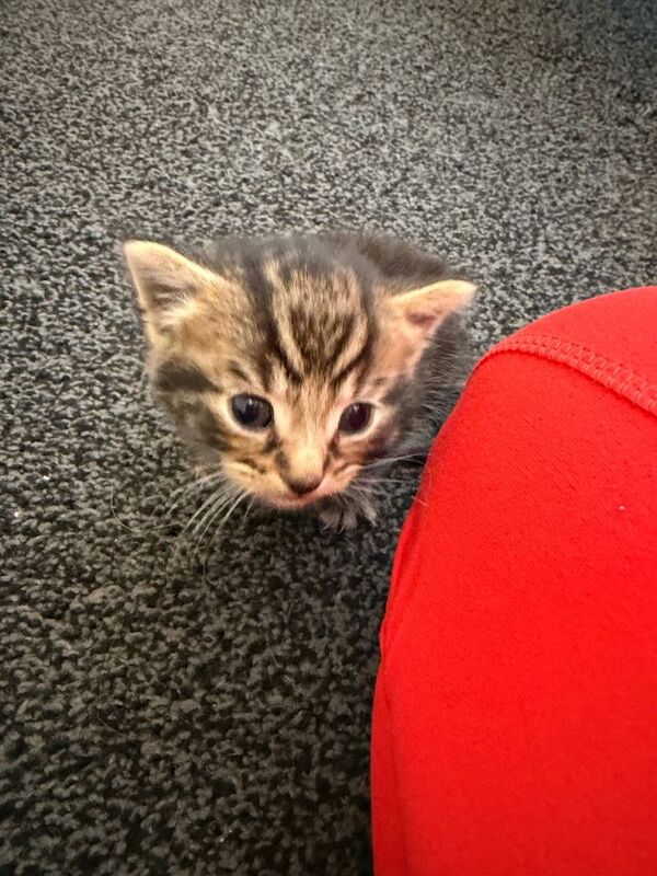 Kittens - Image 2 of 5