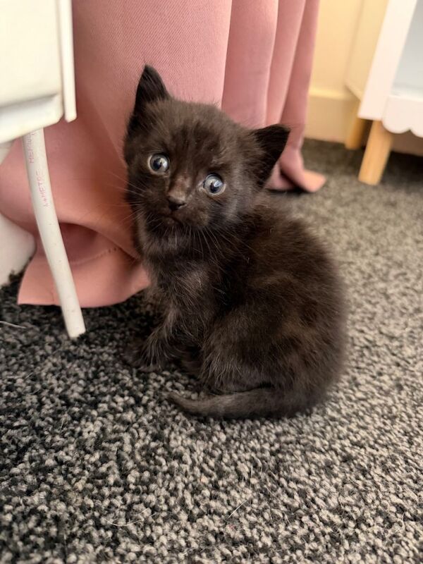 Kittens - Image 3 of 5