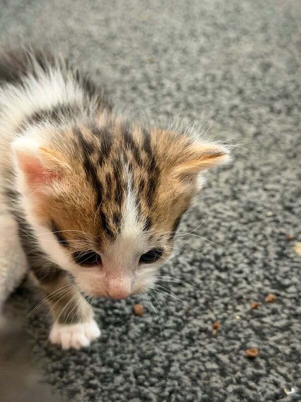 Kittens - Image 4 of 5