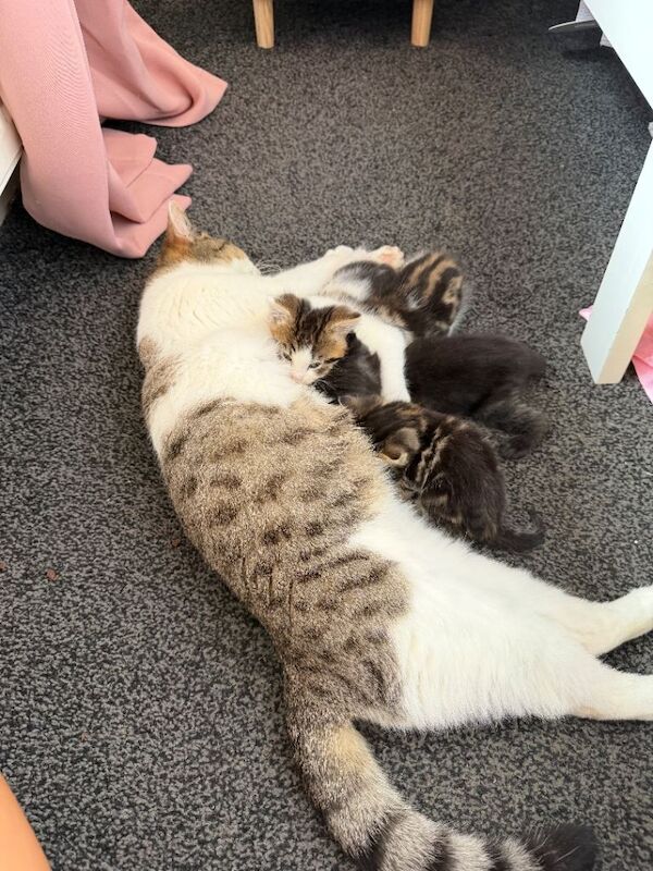 Kittens - Image 5 of 5