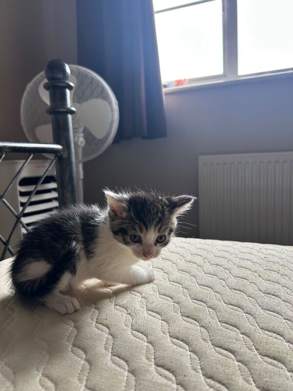 Kittens - Image 2 of 3