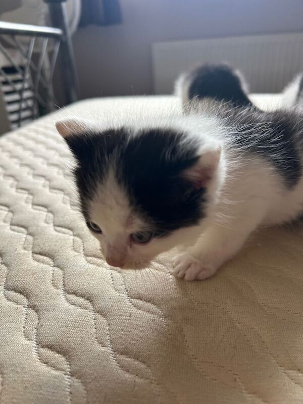 Kittens - Image 3 of 3