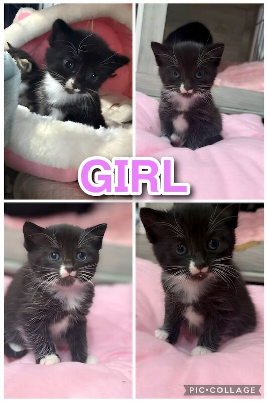 Kittens - Image 2 of 2