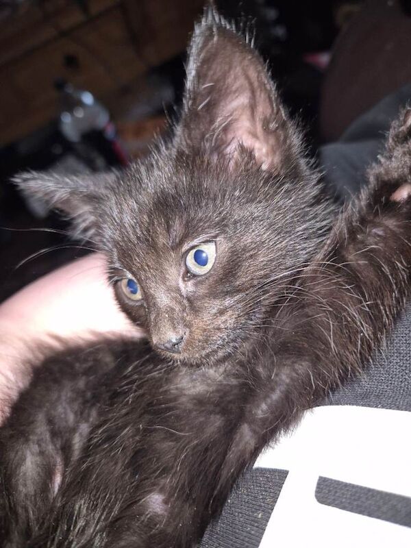 British Shorthair Kittens For Sale Under £300