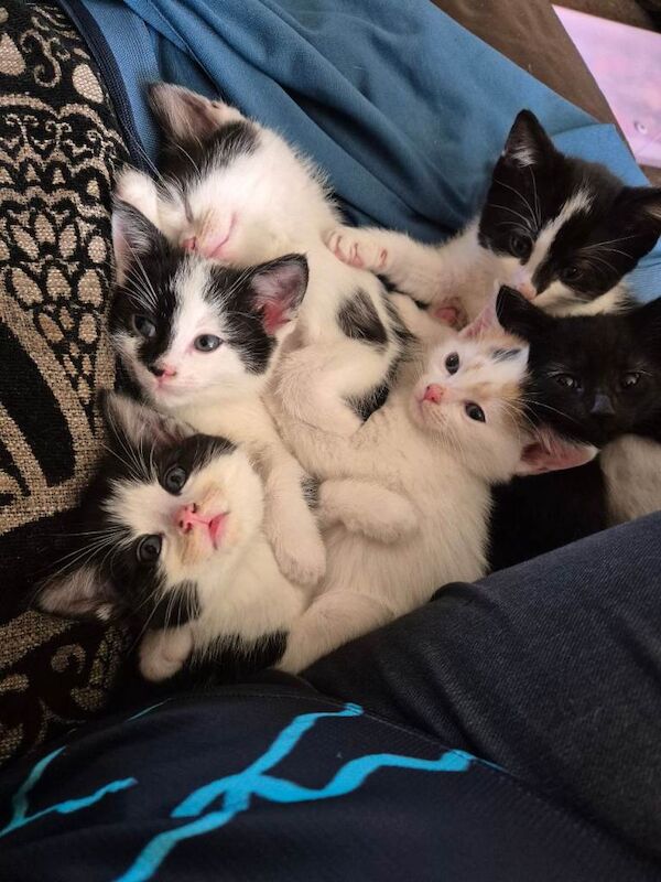 Kittens - Image 2 of 5