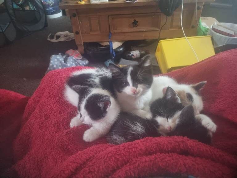 Kittens - Image 3 of 5