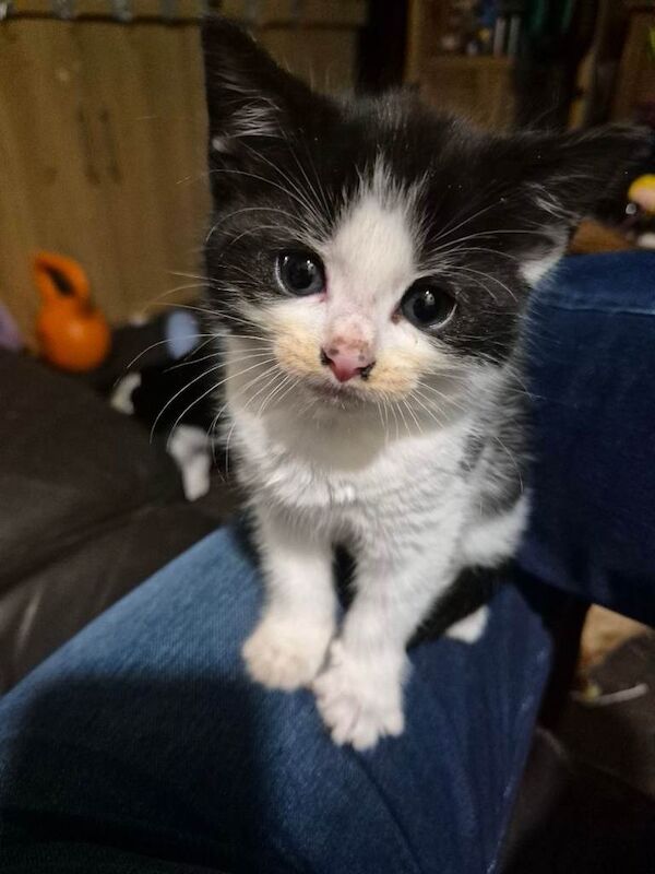 Kittens - Image 4 of 5