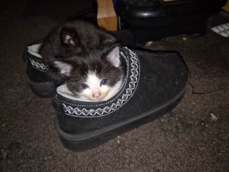 Kittens - Image 5 of 5