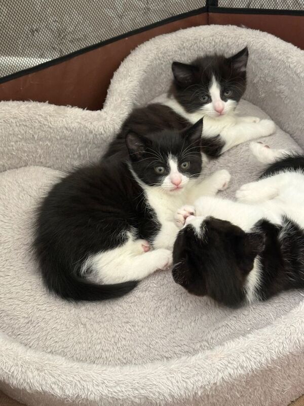 British Shorthair Kittens For Sale Under £300