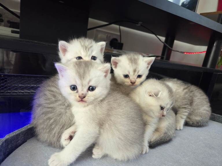 Kittens
