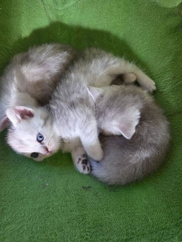 Kittens - Image 2 of 5