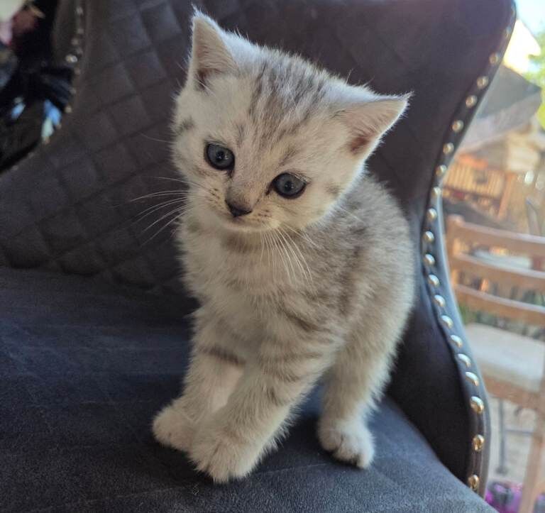 Kittens - Image 3 of 5