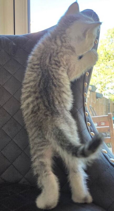 Kittens - Image 4 of 5