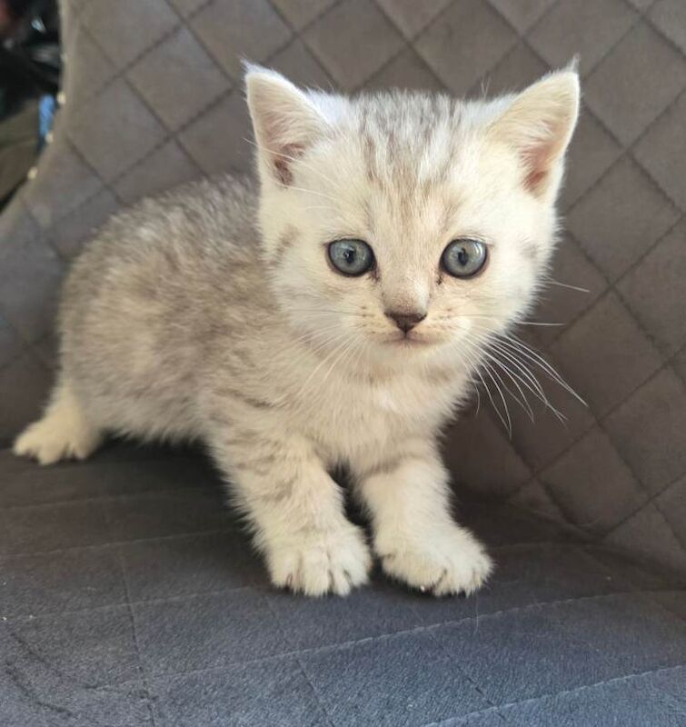 Kittens - Image 5 of 5