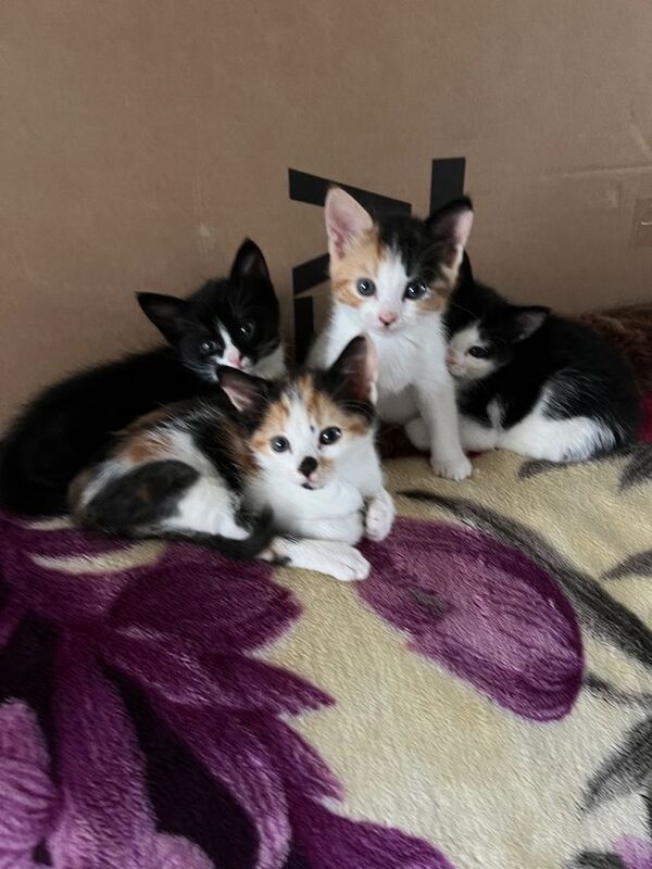 kittens