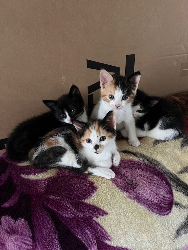 kittens - Image 2 of 3