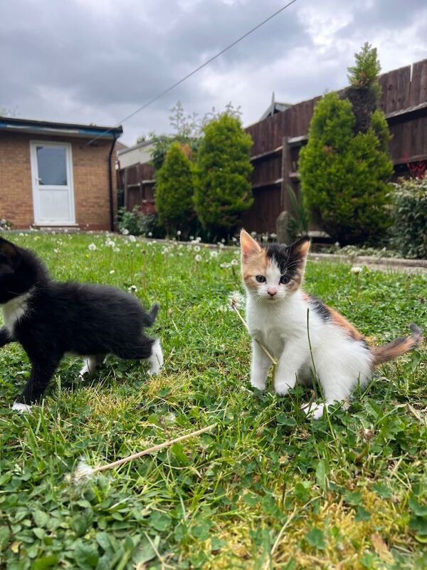 kittens - Image 3 of 3