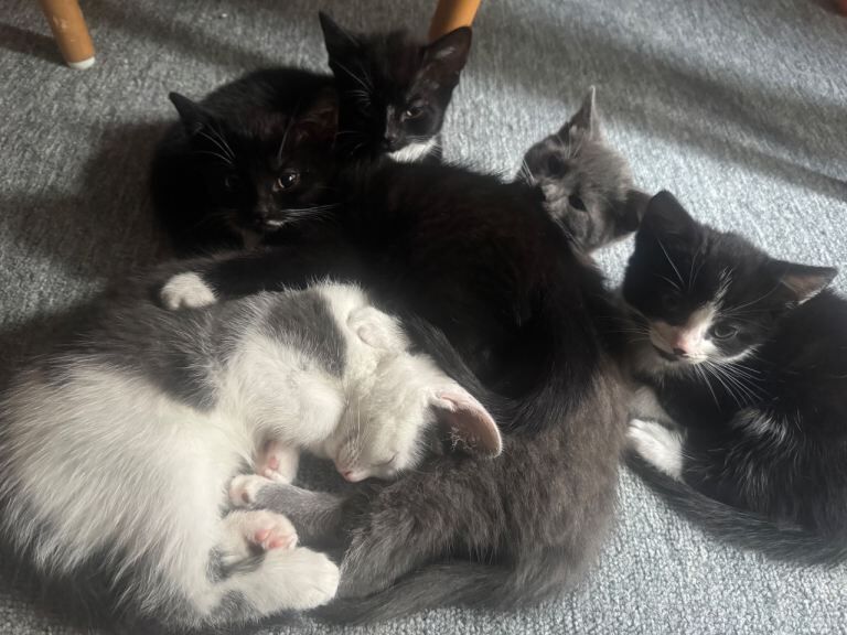 British Shorthair Kittens For Sale