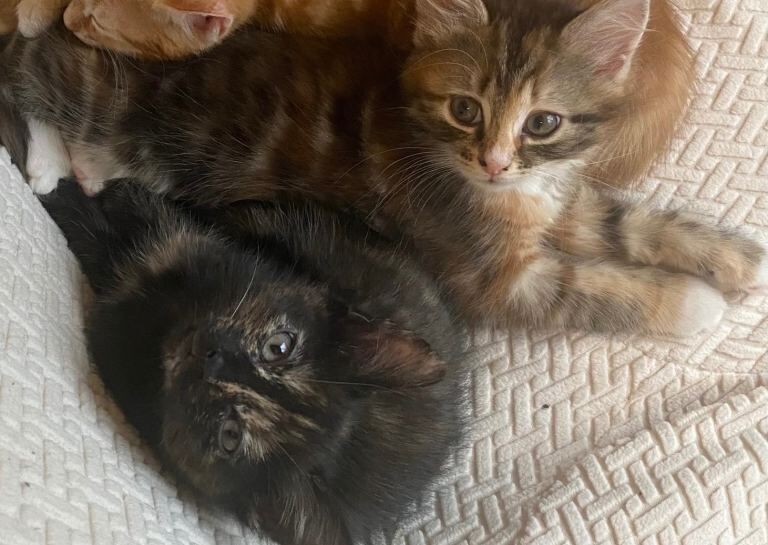 Kittens