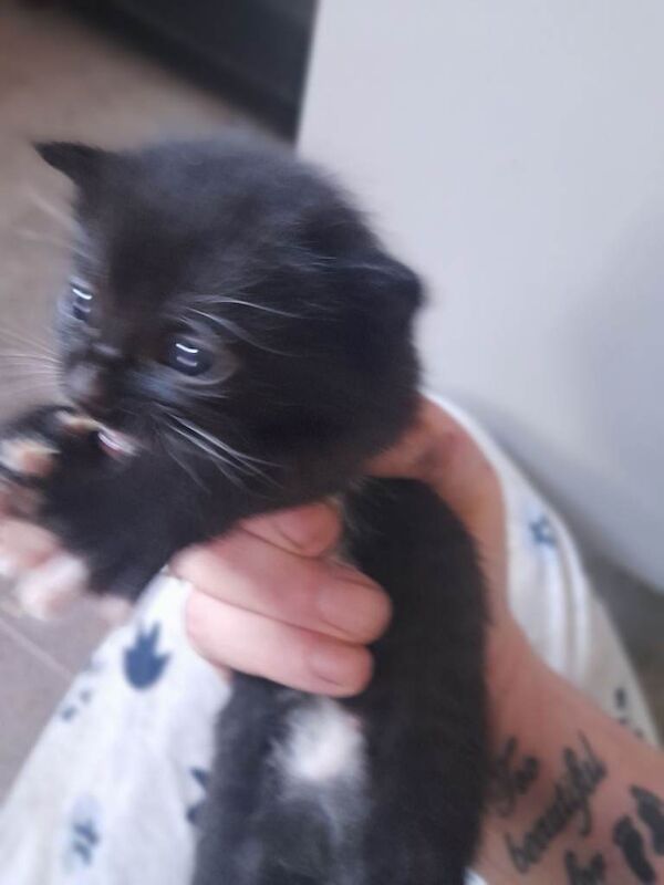 British Shorthair Kittens For Sale