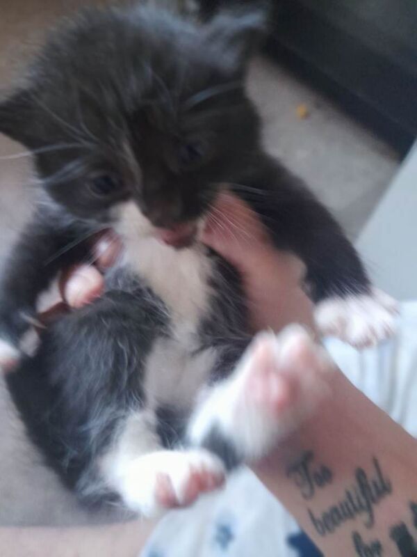 Kittens - Image 2 of 3