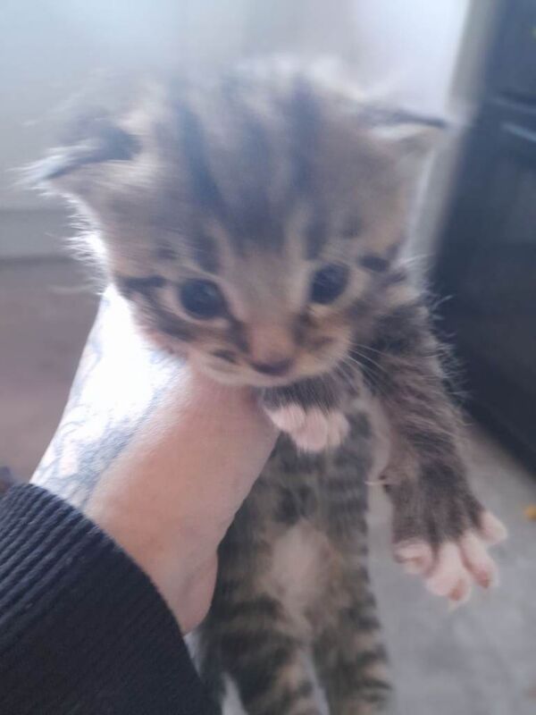 Kittens - Image 3 of 3