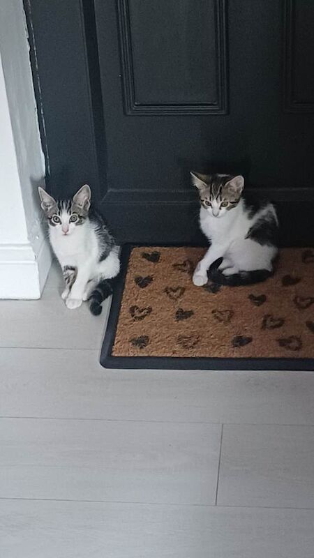 British Shorthair Kittens For Sale Under £300