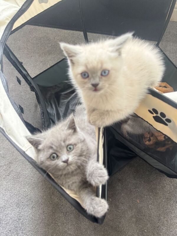 British Shorthair Kittens For Sale