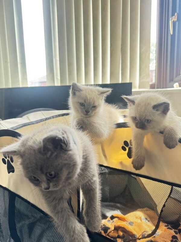 British Shorthair Kittens For Sale