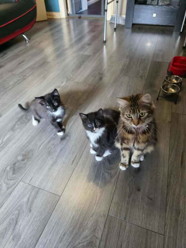 British Shorthair Kittens For Sale