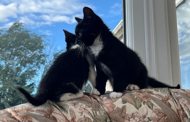 Kittens