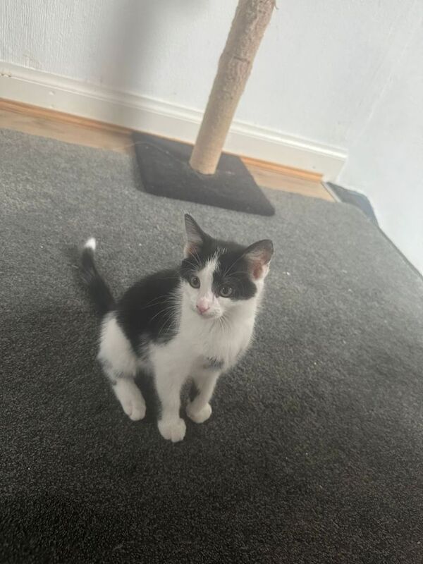 British Shorthair Kittens For Sale Under £300