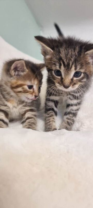 Kittens - Image 2 of 5