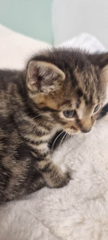 Kittens - Image 3 of 5