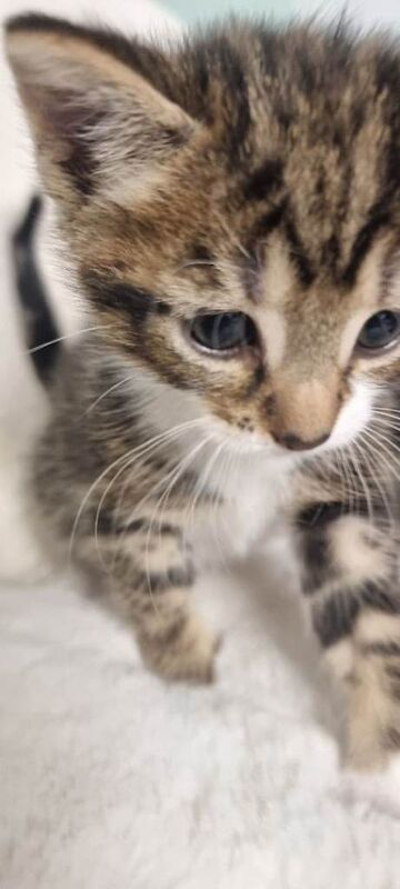 Kittens - Image 4 of 5