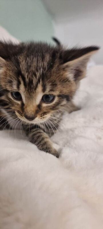 Kittens - Image 5 of 5