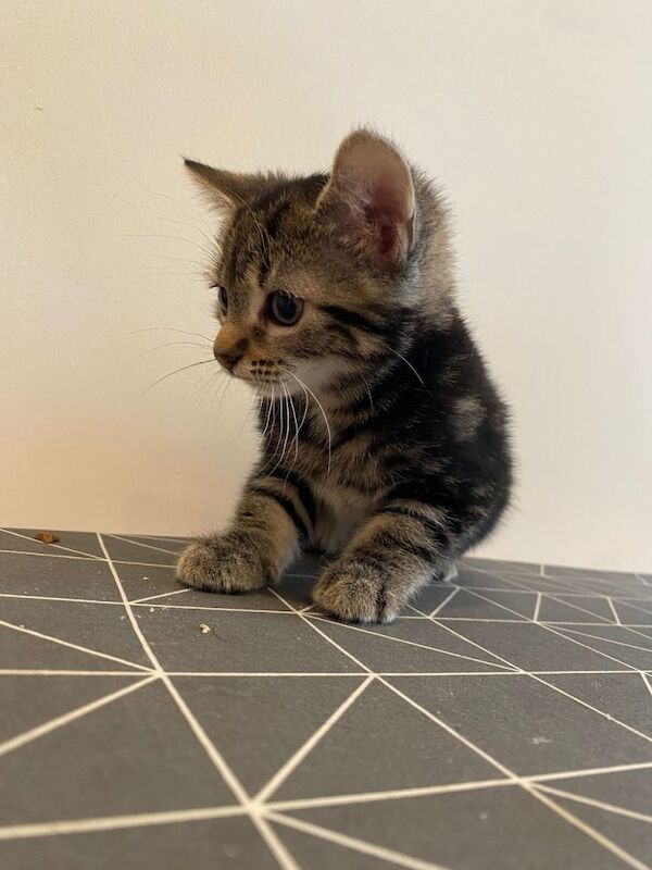 kittens