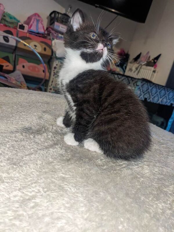 Kitten's