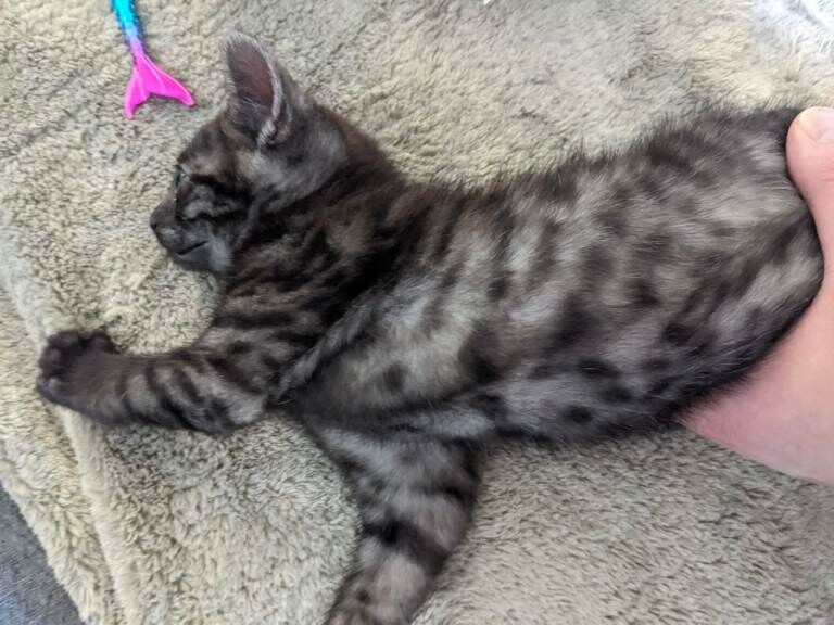 Kitten's - Image 2 of 4