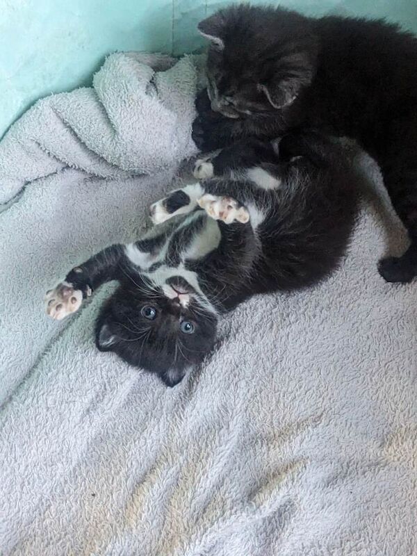 Kitten's - Image 3 of 4
