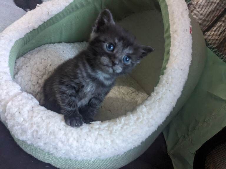 Kitten's - Image 4 of 4