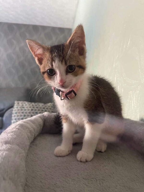 Kittens